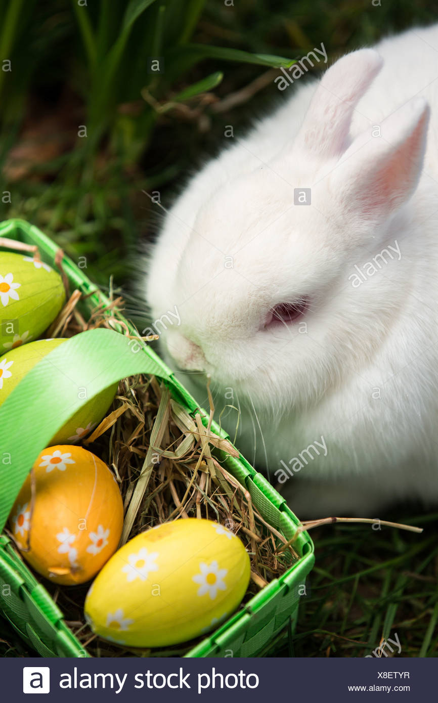Lapin Blanc Assis Pres D Oeufs De Paques Dans Le Panier Vert Photo Stock Alamy Lapin Blanc Assis Pres D Oeufs De Paques Dans Le Panier Vert Photo Stock Alamy