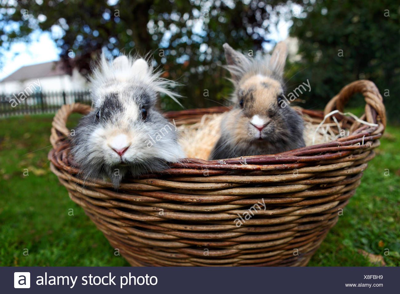 Les Jeunes lapins tête de lion dans un panier Banque D'Images