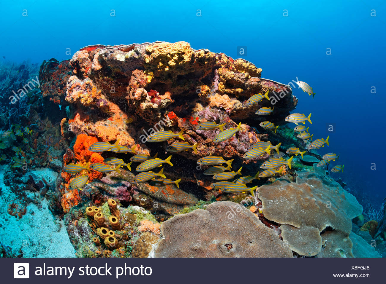 Coraux, poissons multicolores, éponges et coraux divers, de l'Achigan à petite bouche (grunt Johnrandallia chrysargyreum), Little Tobago, Speyside Banque D'Images