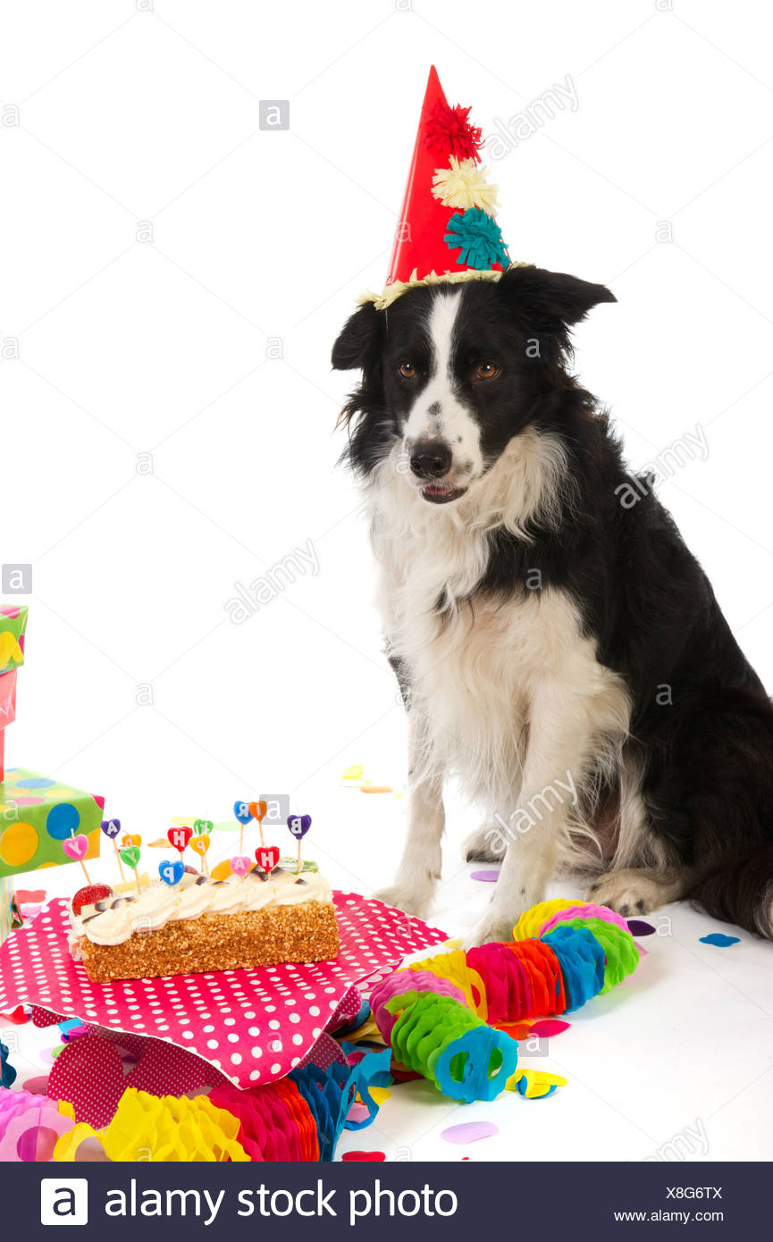 Chien D Anniversaire Photo Stock Alamy Chien D Anniversaire Photo Stock Alamy