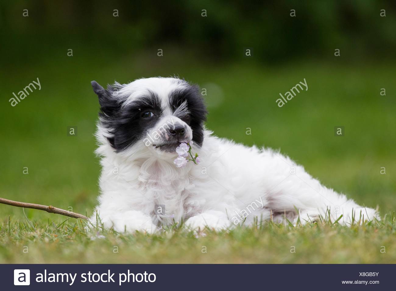 Chiot Chien Chinois A Crete Powderpuff Photo Stock Alamy