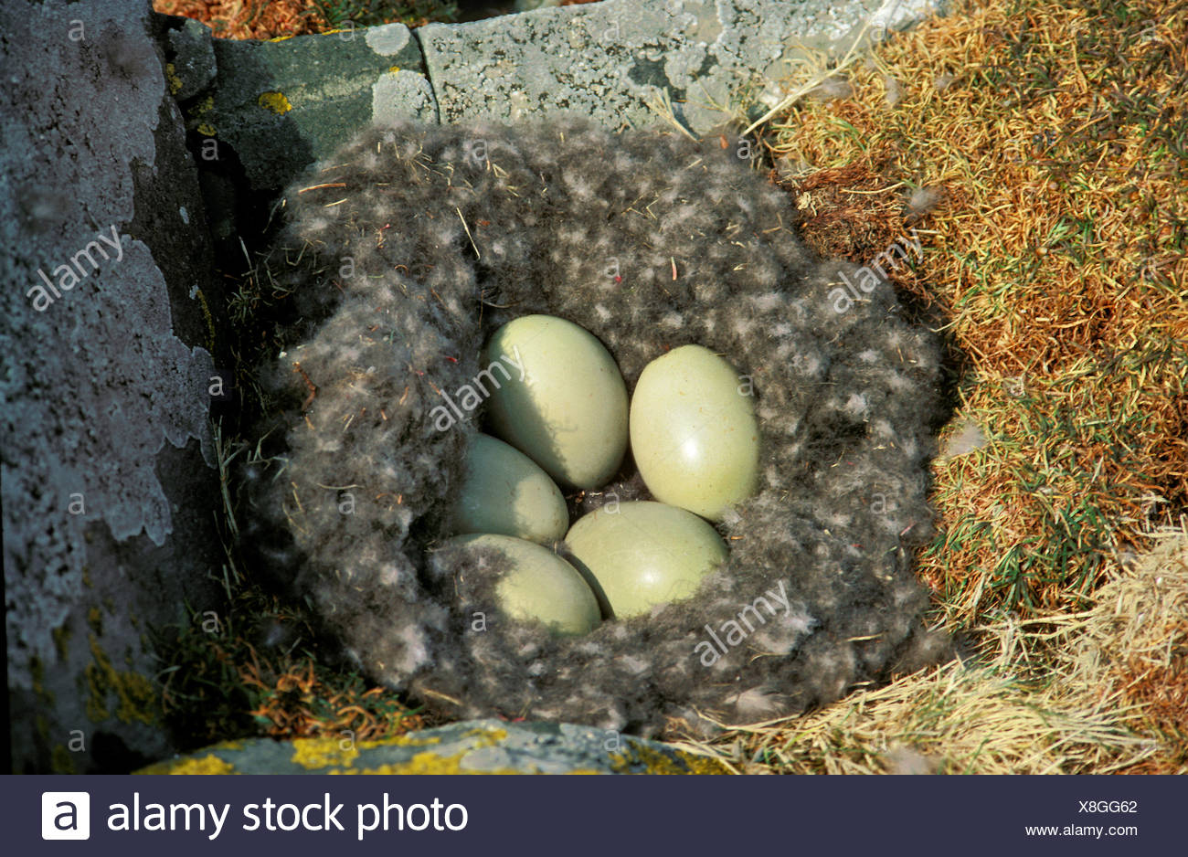 Eider A Duvet Somateria Mollissima Oeufs Dans Le Nid L Ecosse