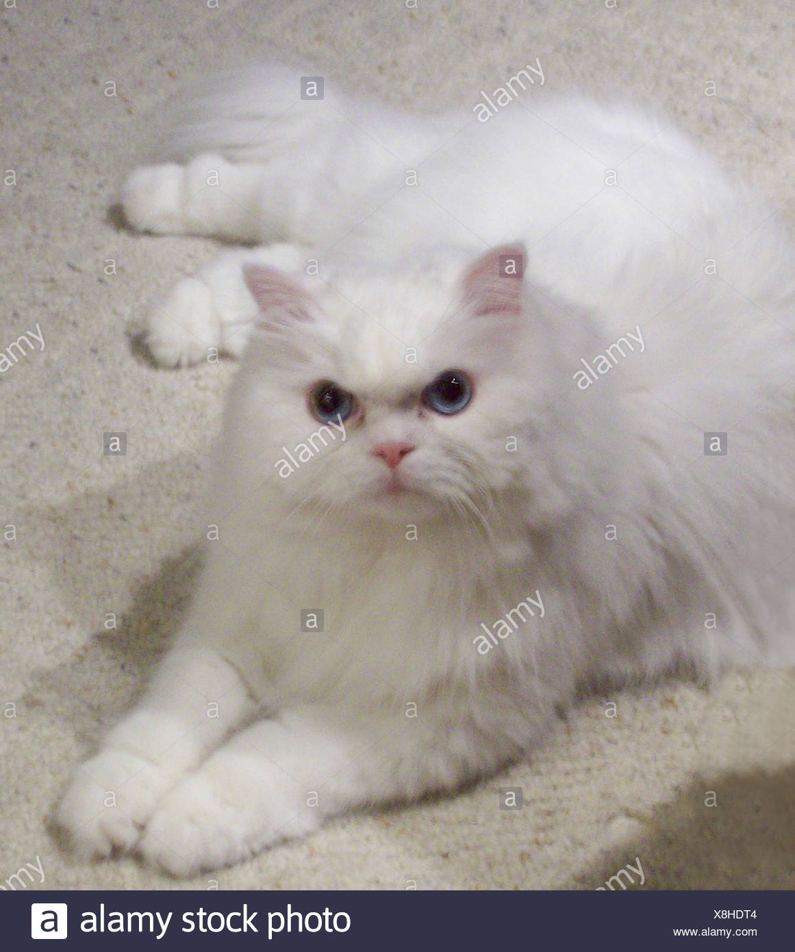 Chat Persan Blanc Aux Yeux Bleus Portant Sur Un Tapis Photo Stock Alamy