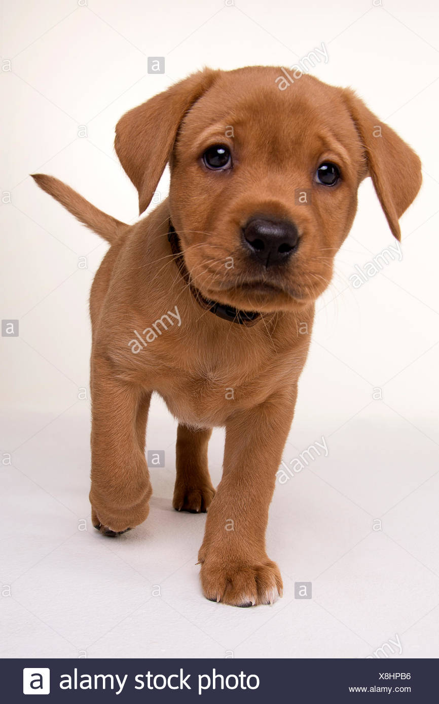 Labrador Retriever Jaune Chiot 8 Semaines Red Fox Photo Stock Alamy
