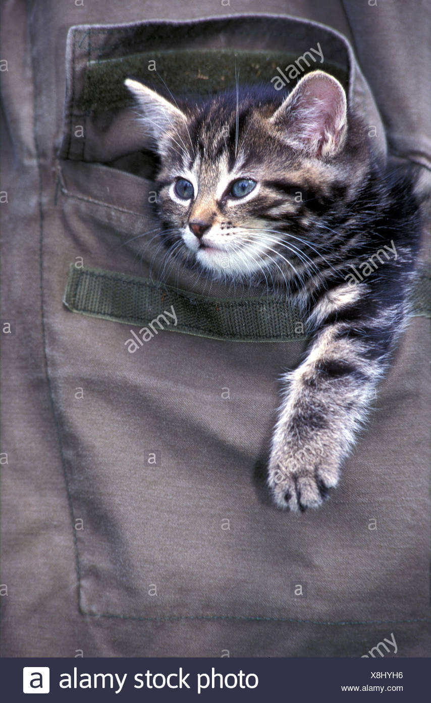 Télécharger gratuitement Images Animal Animaux Chat Chaton A L Exterieur Exterieur Jeune Animal le plus cool par