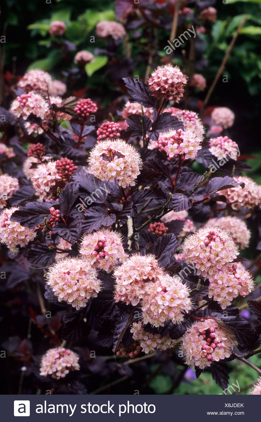 Gardening Granny S Gardening Pages Ninebark