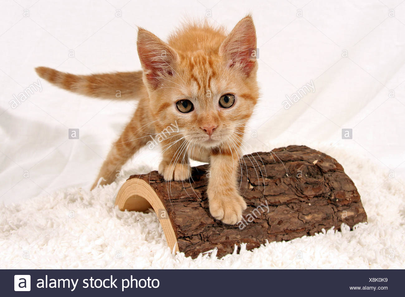 Animal Strie Cub Baby Bebe Chat Chaton Chaton Chat Chat Domestique Rouge Photo Stock Alamy