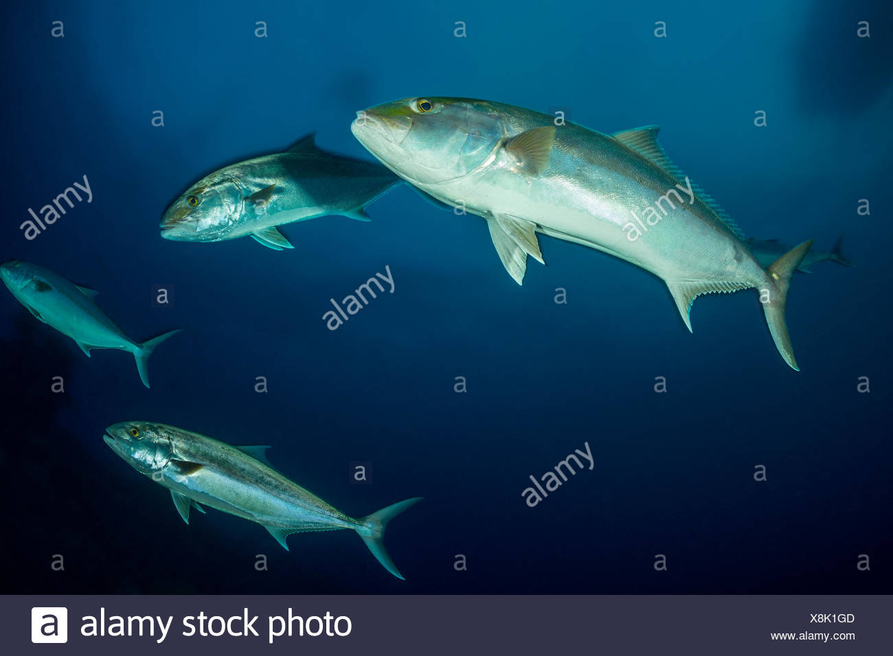 Banc De Seriole Seriola Dumerili Plage Du Tigre Bahamas Photo Stock Alamy