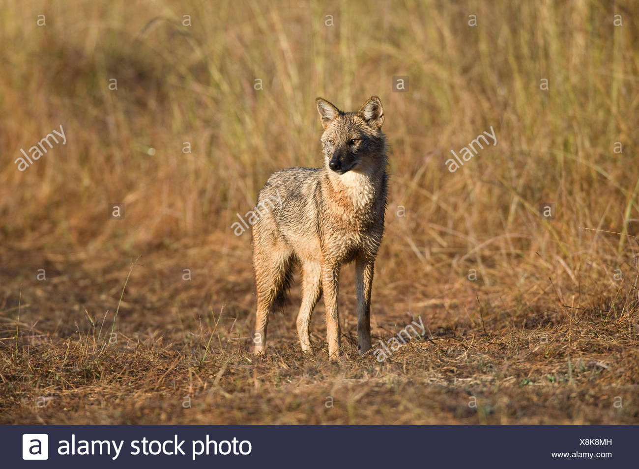 Le chacal doré, Canis aureus, debout dans l'herbe haute, la Réserve de tigres de Kanha, Parc National, Madhya Pradesh, Inde Banque D'Images