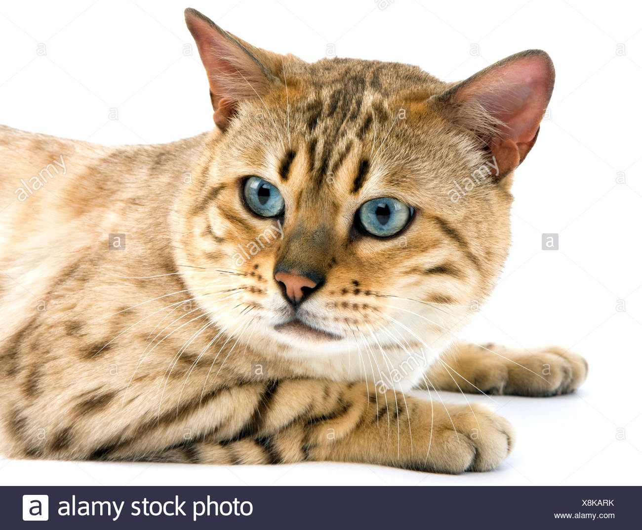 Seal Mink Tabby Bengal Chat Domestique Photo Stock Alamy