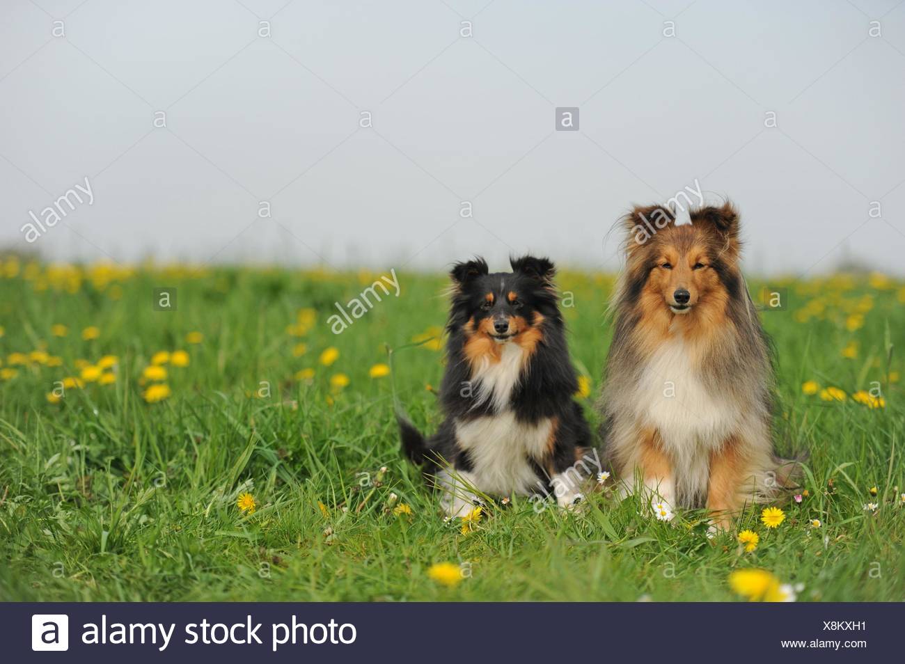 Chiens De Berger Shetland Photos Chiens De Berger Shetland