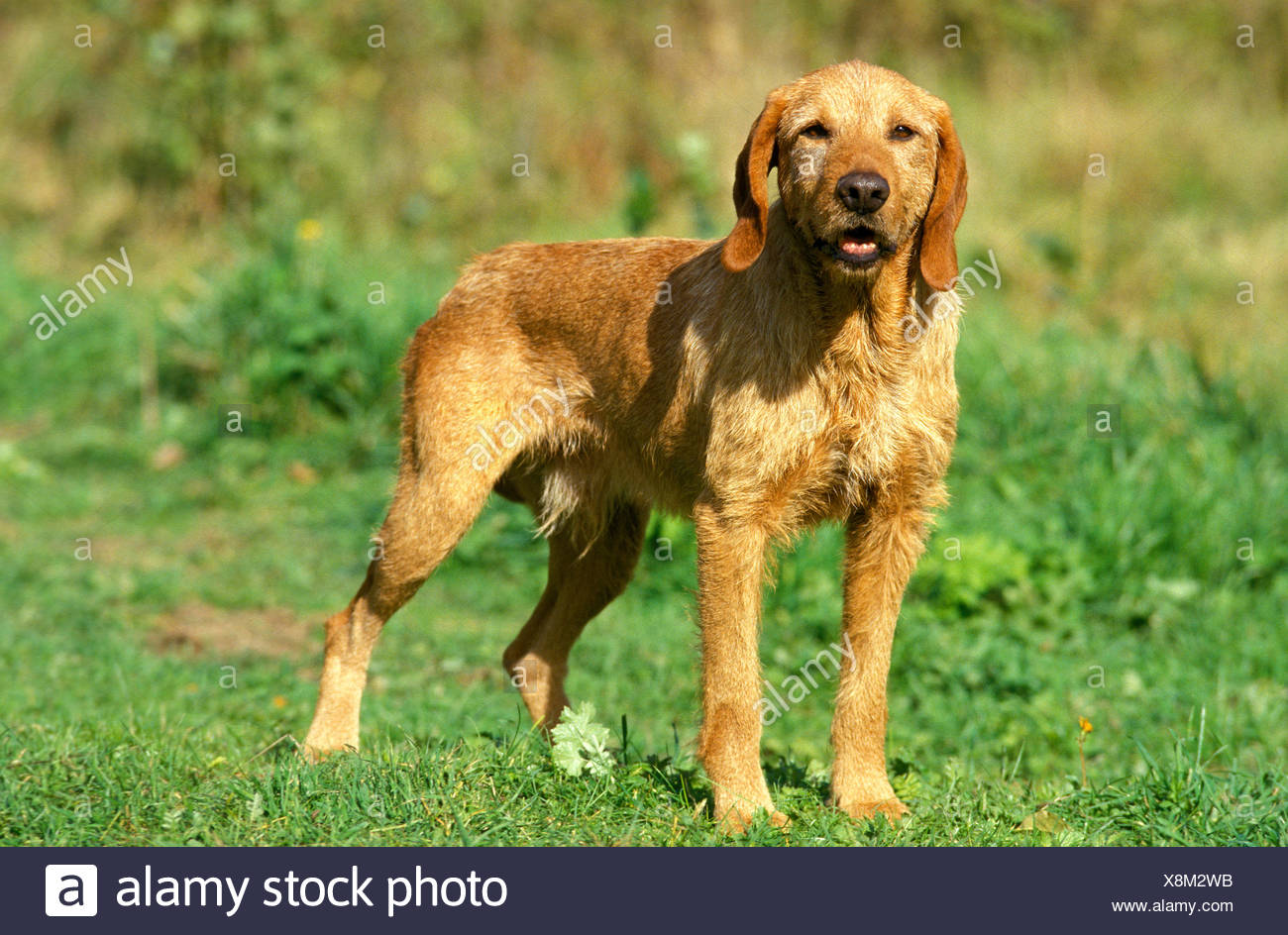 Bretagne Fauve Ou Griffon Griffon Fauve De Bretagne Chien