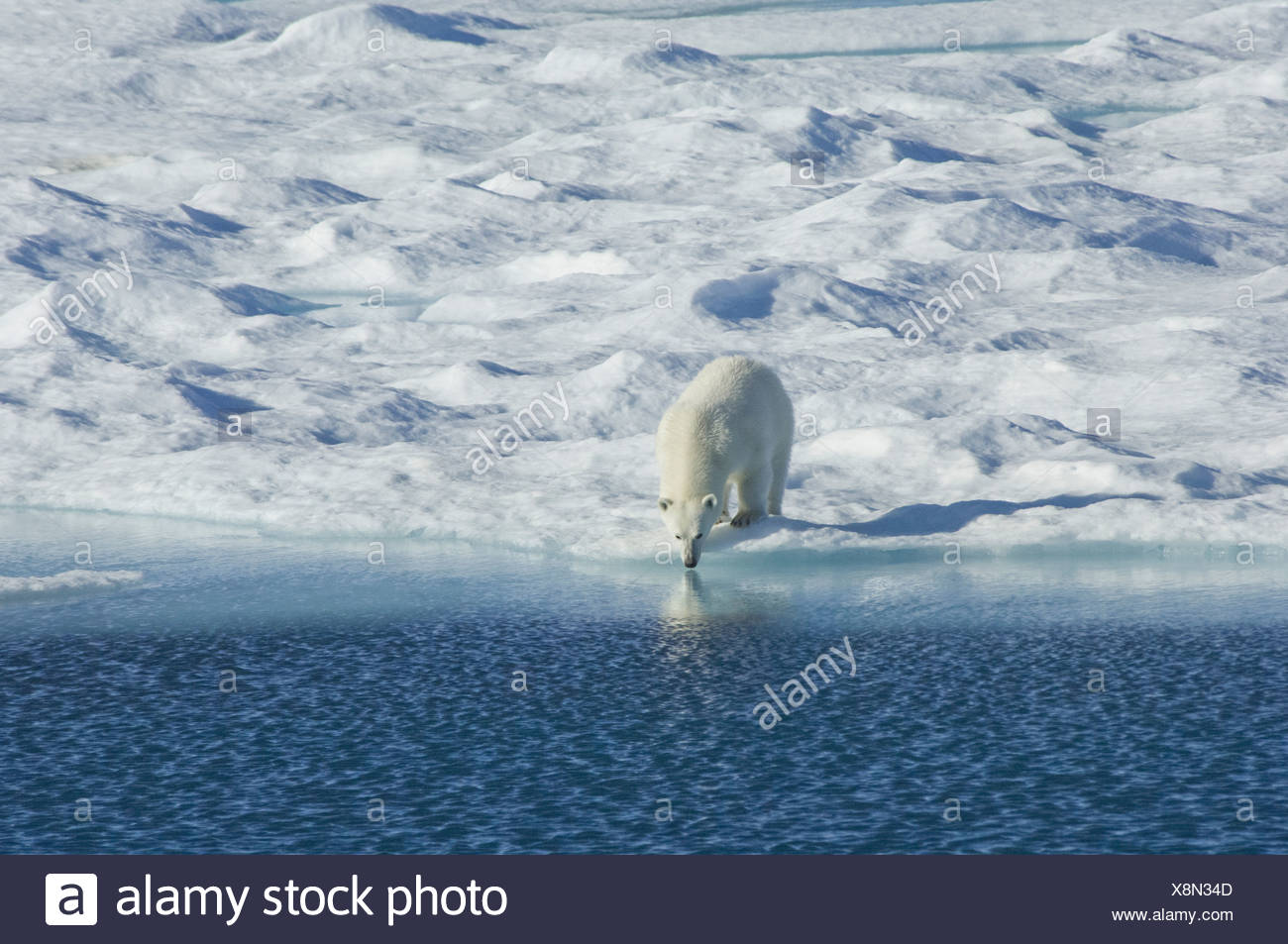 Lours Polaire Dans La Nature Un Puissant Prédateur Et Une
