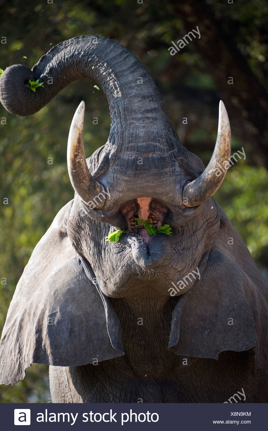 Bull adultes alimentation d'éléphants d'Afrique. Berges de la Rivière Luangwa. South Luangwa National Park, Zambie. Banque D'Images