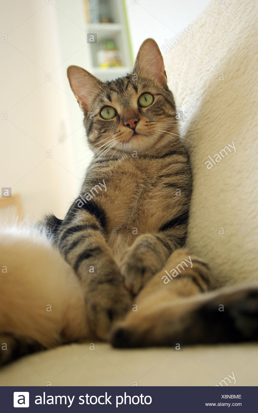 Chat Assis Comme Un Humain Photo Stock Alamy Chat Assis Comme Un Humain Photo Stock Alamy