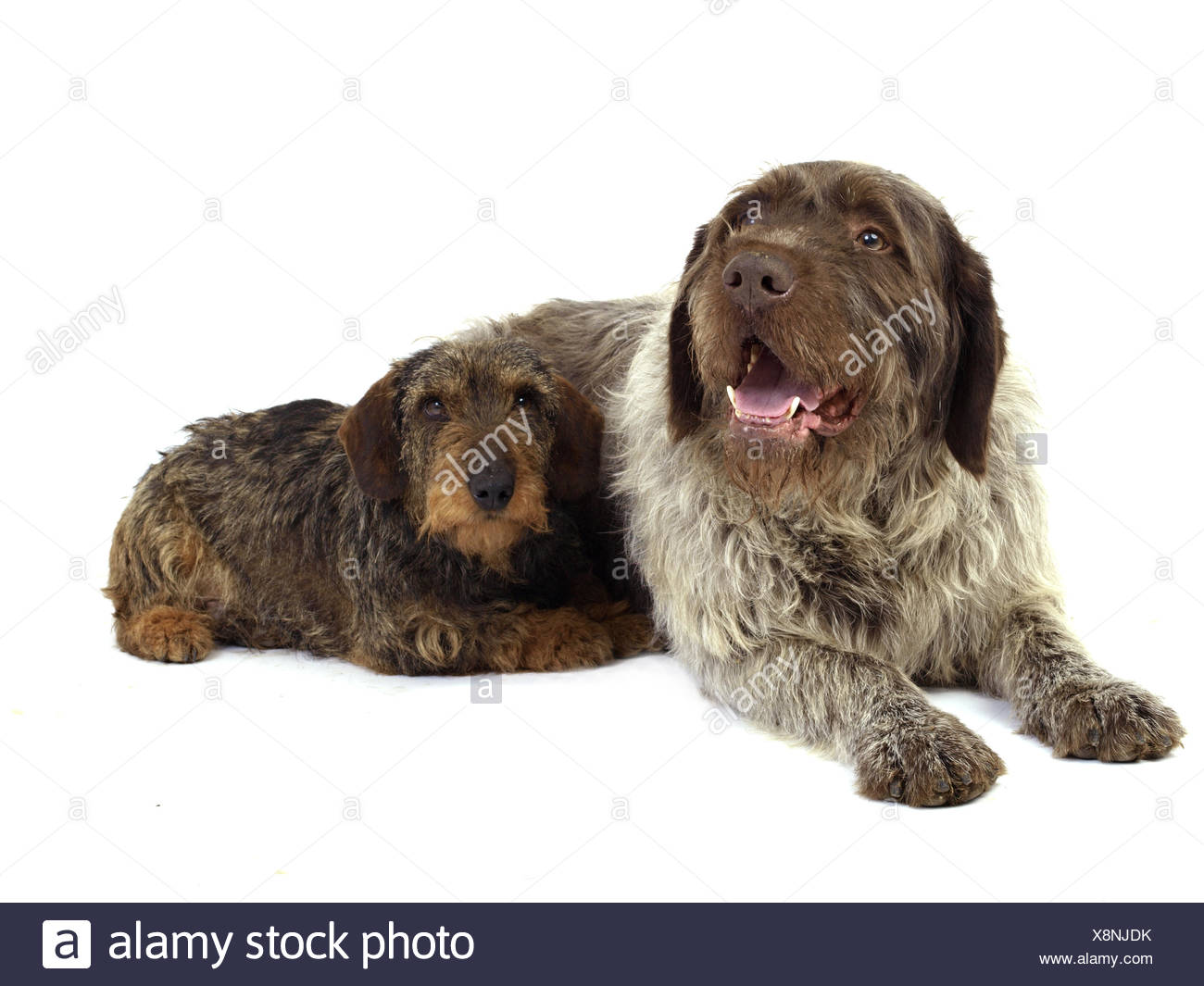Les Races De Chiens De Chasse Banque Dimages Photo Stock