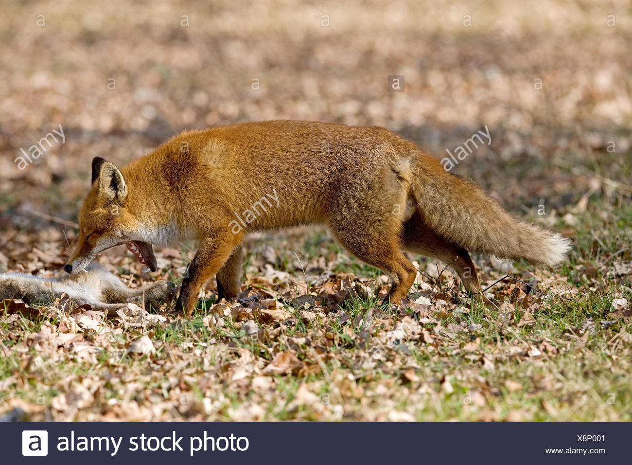 Le renard roux, Vulpes vulpes, homme chasse lapin sauvage, Normandie Banque D'Images