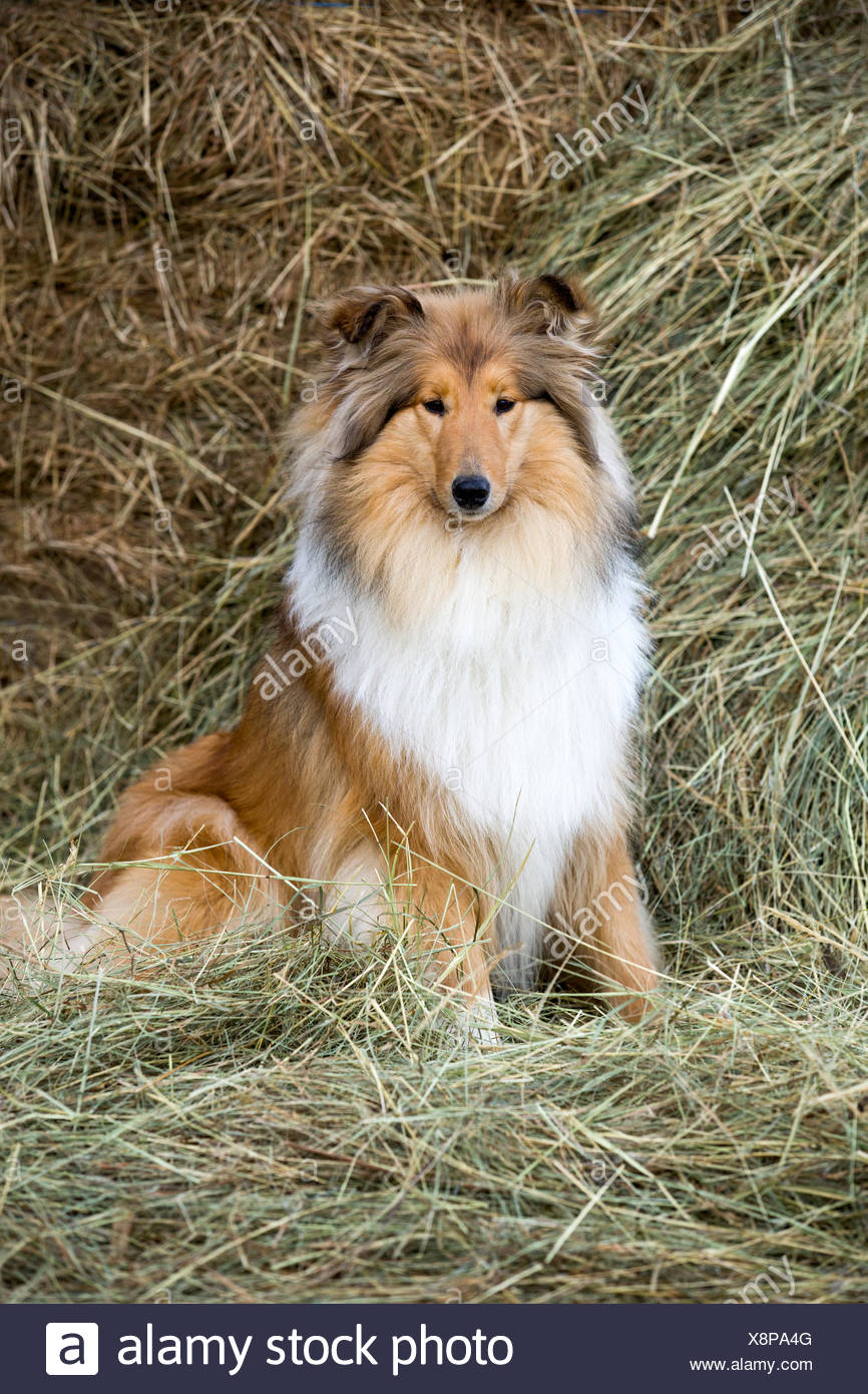 Collie Chien De Berger écossais Sable Et Blanc Assis Dans