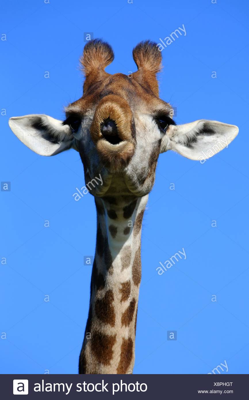 Talking Giraffe Banque D Image Et Photos Alamy Talking Giraffe Banque D Image Et Photos Alamy
