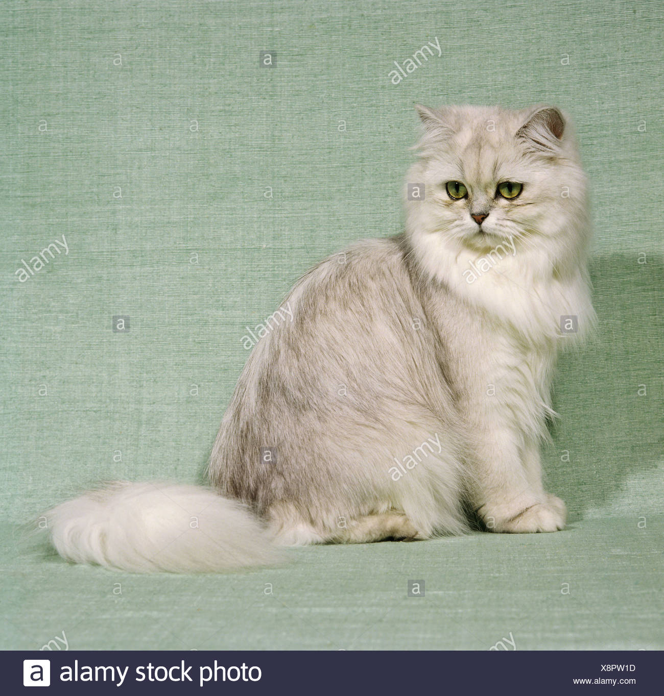 Chat Persan Silver Shaded Cut Out Photo Stock Alamy