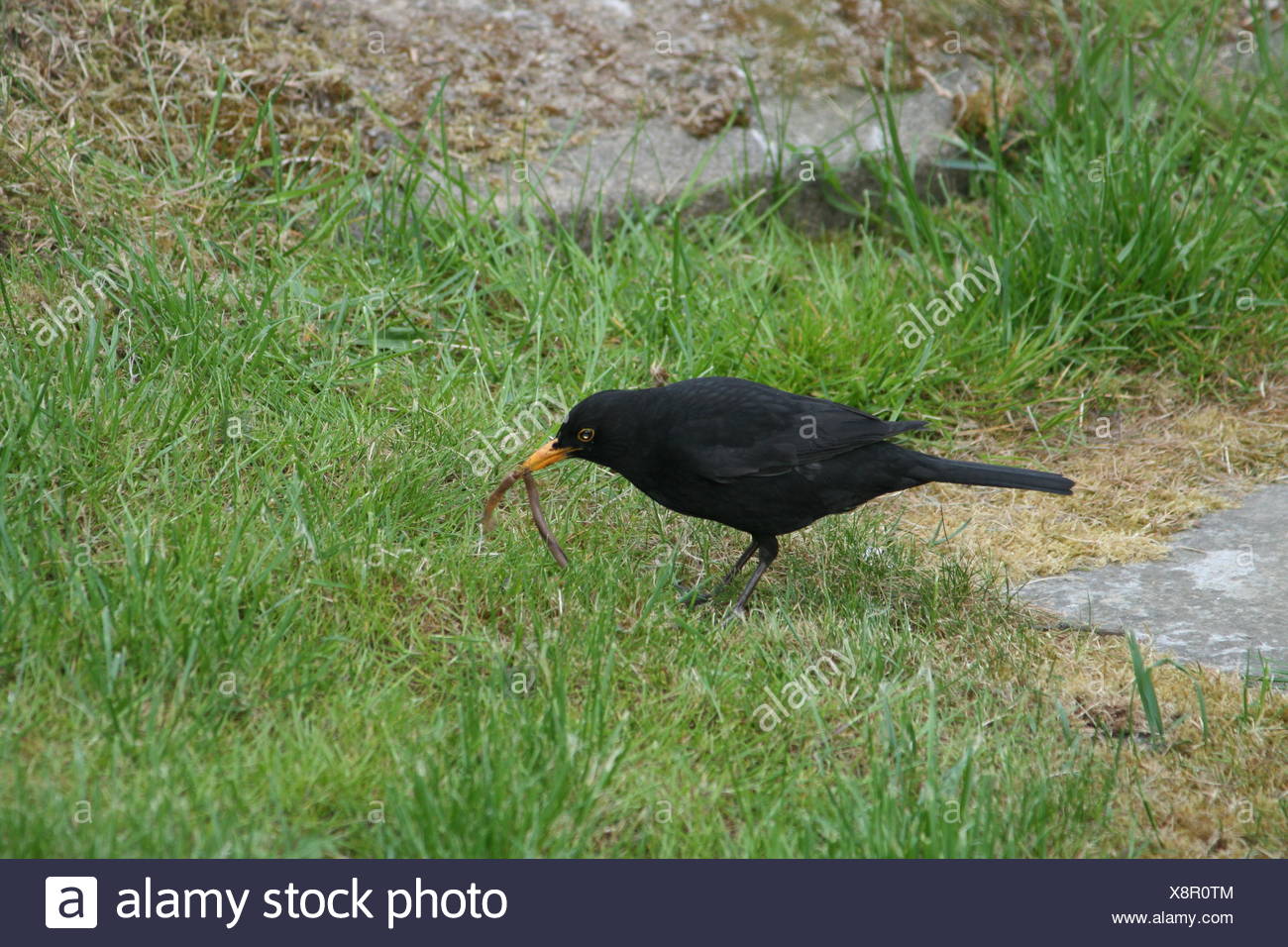 Oiseau De Fourrage Vert Noir De Teint Basané Jetblack