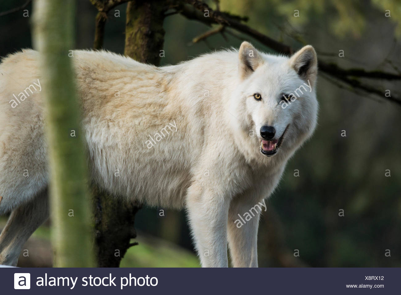 Loup Gris Blanc Canis Lupus Le Loup Animal Photo Stock Alamy Loup Gris Blanc Canis Lupus Le Loup Animal Photo Stock Alamy