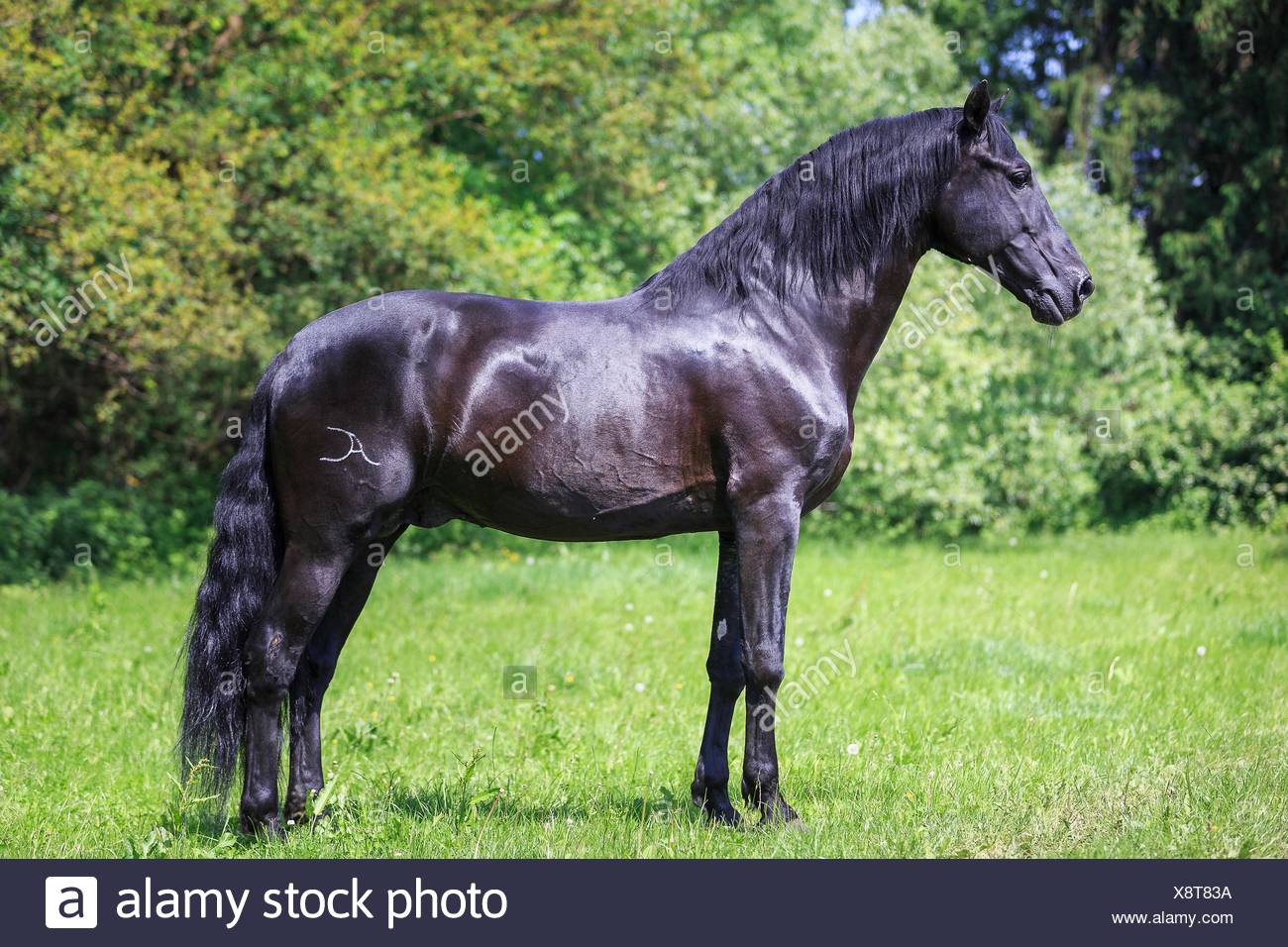 Cheval Noir Espagnol Idardarjisamaj Com