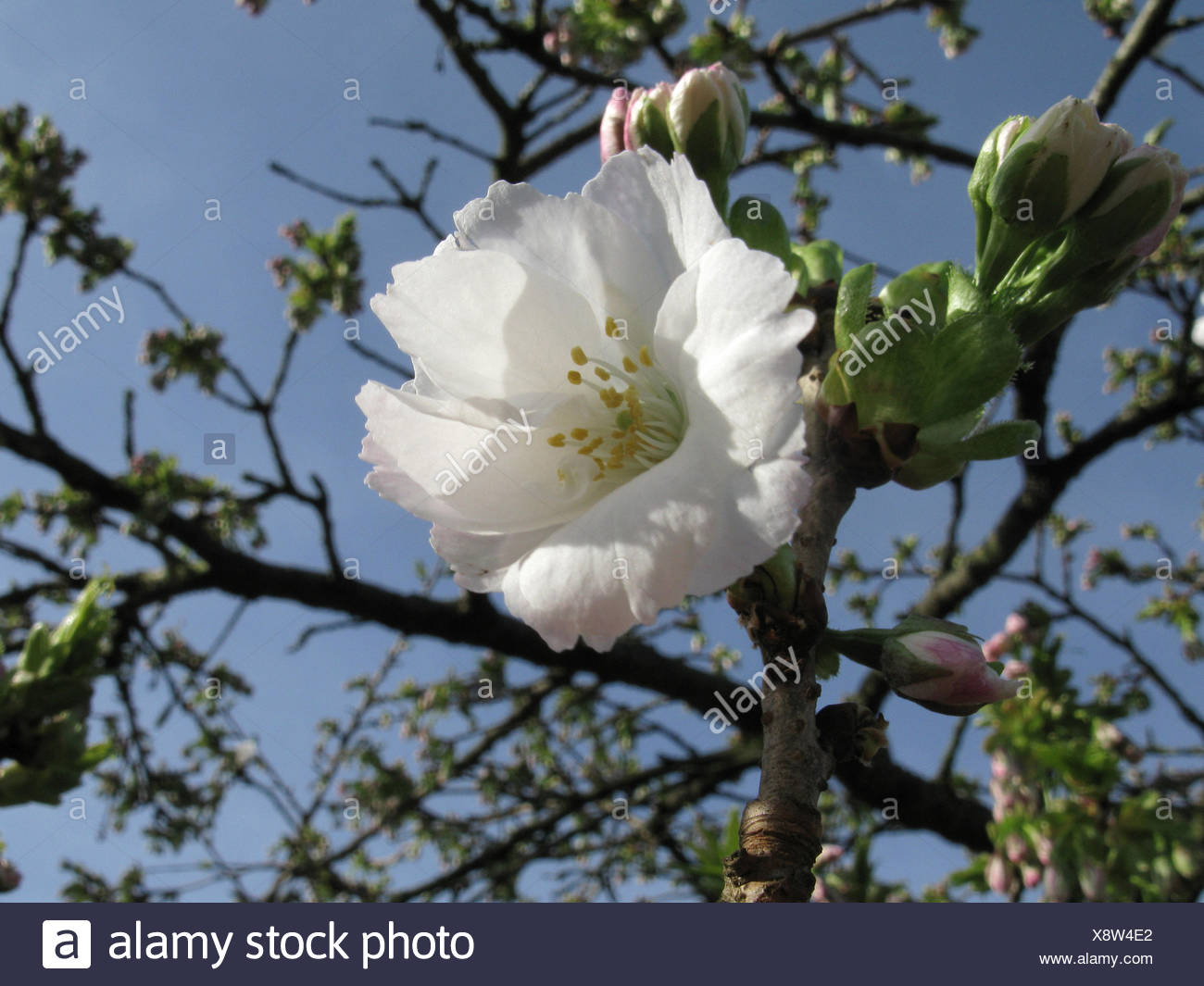 Prunus Serrulata Shirotae Banque D Image Et Photos Alamy