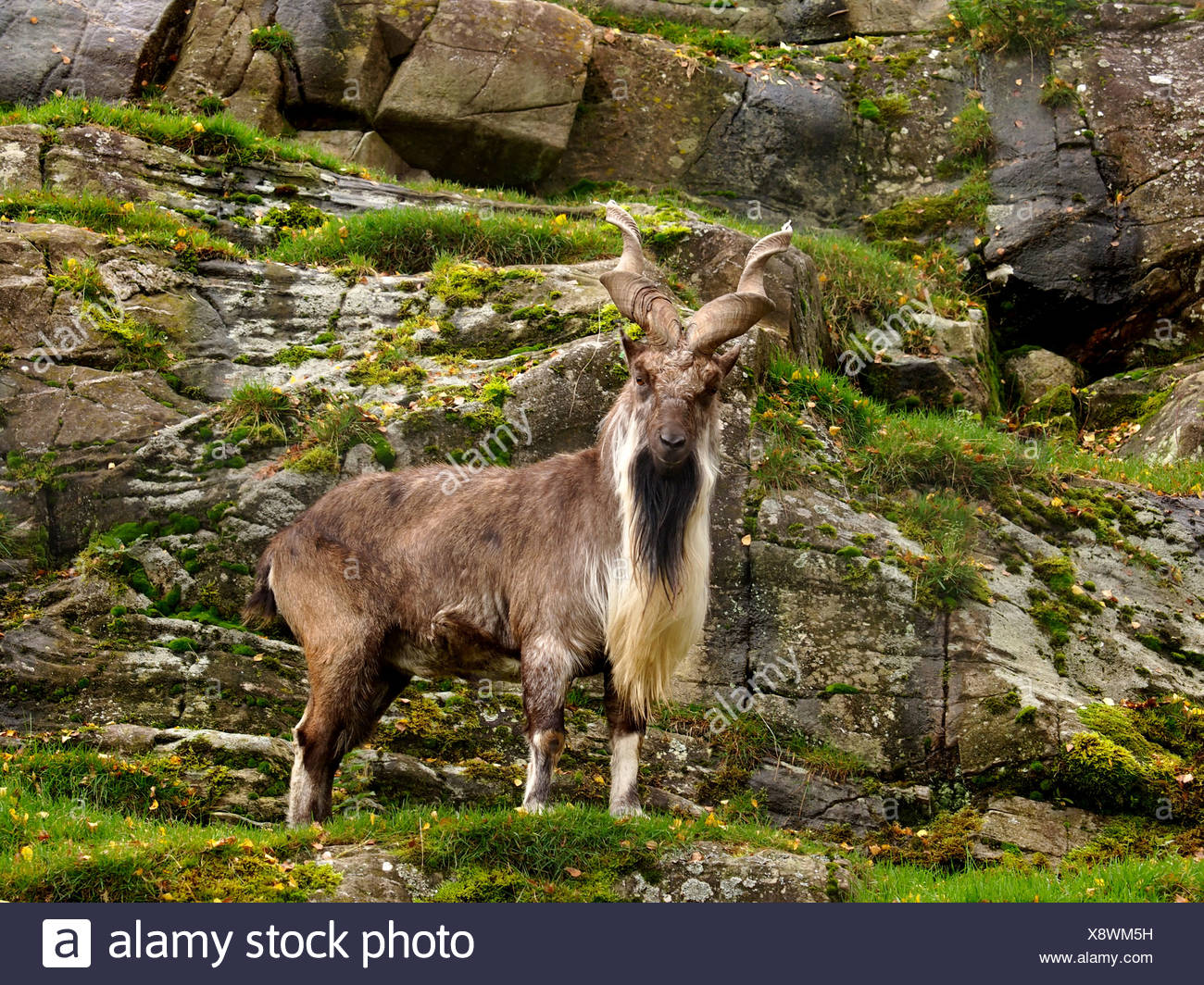 https://c8.alamy.com/compfr/x8wm5h/le-markhor-capra-falconeri-debout-dans-un-mur-de-roche-dherbe-x8wm5h.jpg