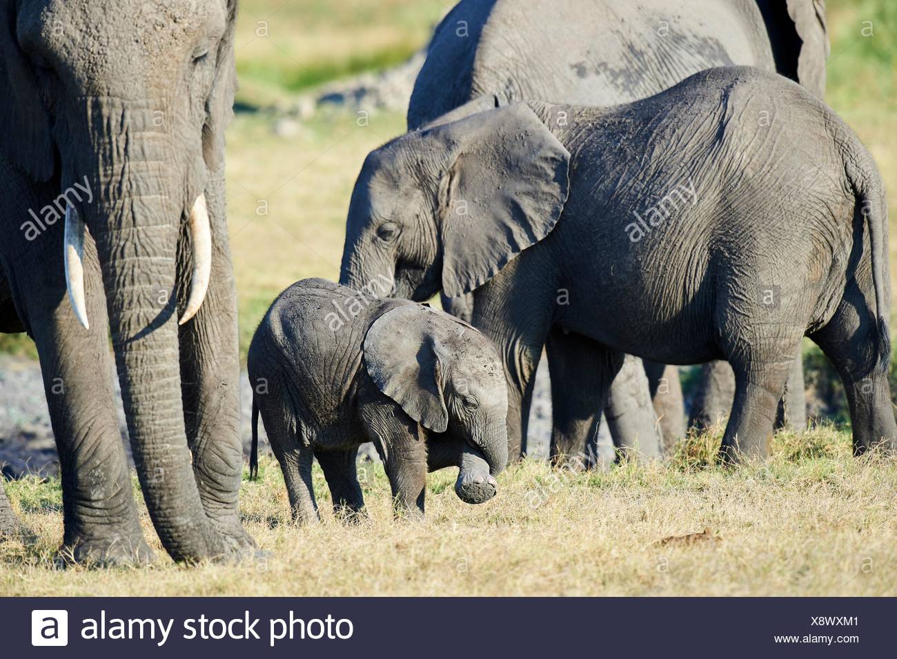 Famille d'éléphants d'Afrique avec la mère et jeune veau (Loxodonta africana), Duba Plains, Okavango Delta, Botswana, Afrique du Sud. Banque D'Images