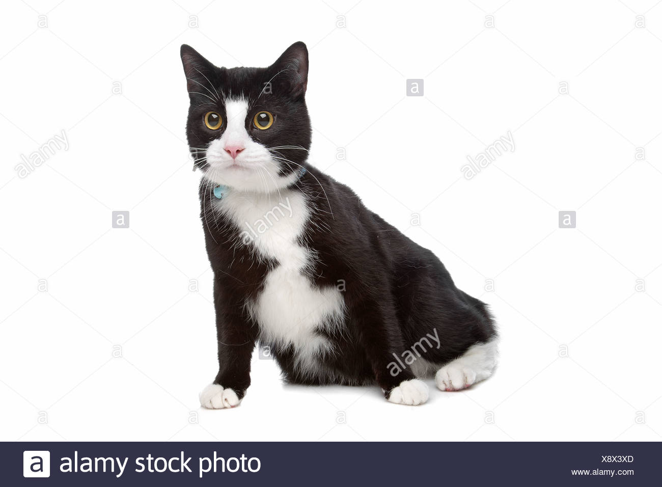 Chat Noir Et Blanc Devant Un Fond Blanc Photo Stock Alamy Chat Noir Et Blanc Devant Un Fond Blanc Photo Stock Alamy