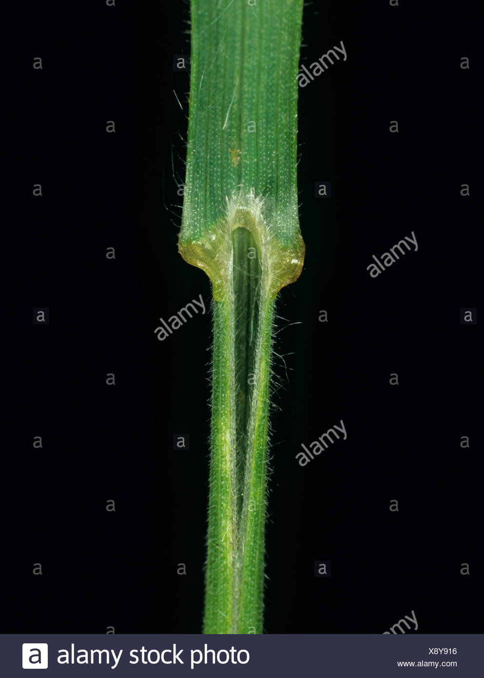 Soft Brome Bromus Mollis Grass Banque d'image et photos - Alamy