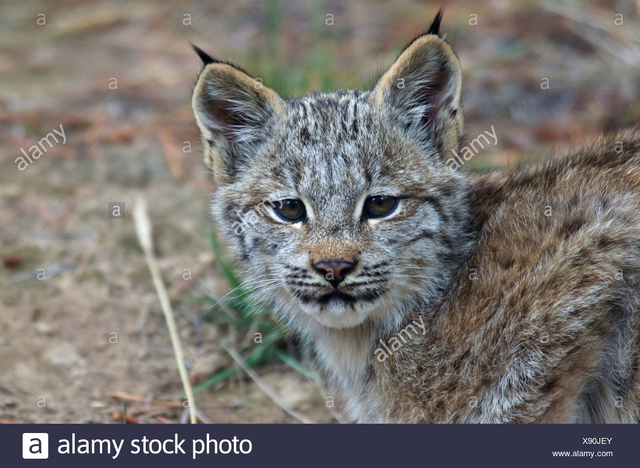 Canada Yukon Bebe Lynx Du Canada Lynx Canadensis Photo Stock Alamy