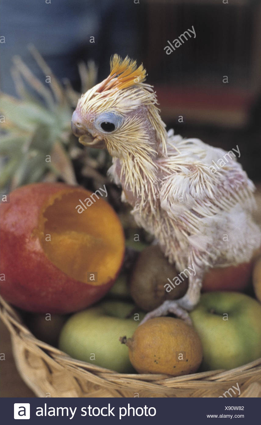 Cacatoes Jeune Animal Oiseau A L Interieur Fruitbowl Oiseaux Des Cacatoes Cacatuinae Le Bebe De Cacatoes Perroquet Perroquet Passeriformes Jeune Oiseau L Est Photo Stock Alamy Cacatoes Jeune Animal Oiseau A L Interieur Fruitbowl Oiseaux Des Cacatoes Cacatuinae Le Bebe De Cacatoes Perroquet Perroquet Passeriformes Jeune Oiseau L Est Photo Stock Alamy