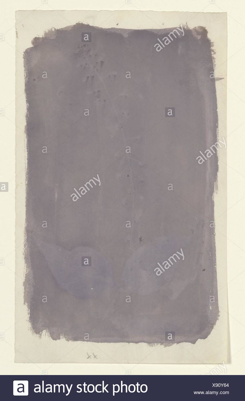 [Jardin Botanique] spécimen. Artiste : William Henry Fox Talbot (1800-1877), Dorset Lacock ; Date : ca. 1835 ; moyen : dessin photogénique ; Dimensions : Photo Stock