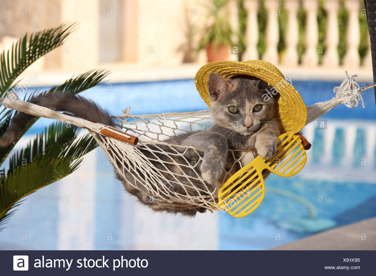 Chat Domestique Lunettes Chaton Couchage Hamac Chapeau De Paille Photo Stock Alamy Chat Domestique Lunettes Chaton Couchage Hamac Chapeau De Paille Photo Stock Alamy