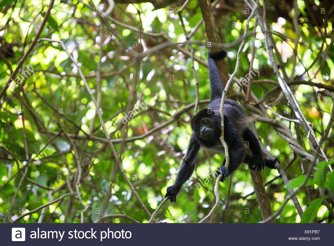 Queue De Singe Banque D Image Et Photos Alamy
