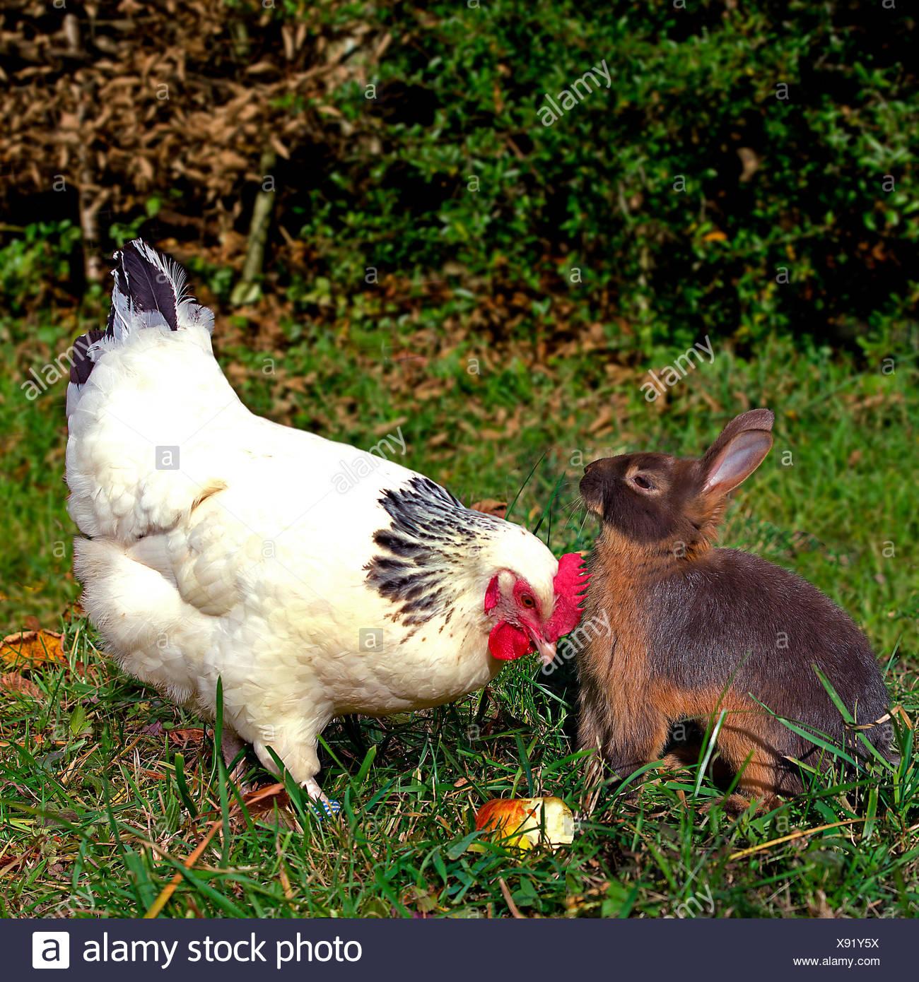 https://c8.alamy.com/compfr/x91y5x/lapin-domestique-et-sussex-poulet-poule-et-lapin-mange-une-pomme-dans-un-poulet-run-allemagne-x91y5x.jpg