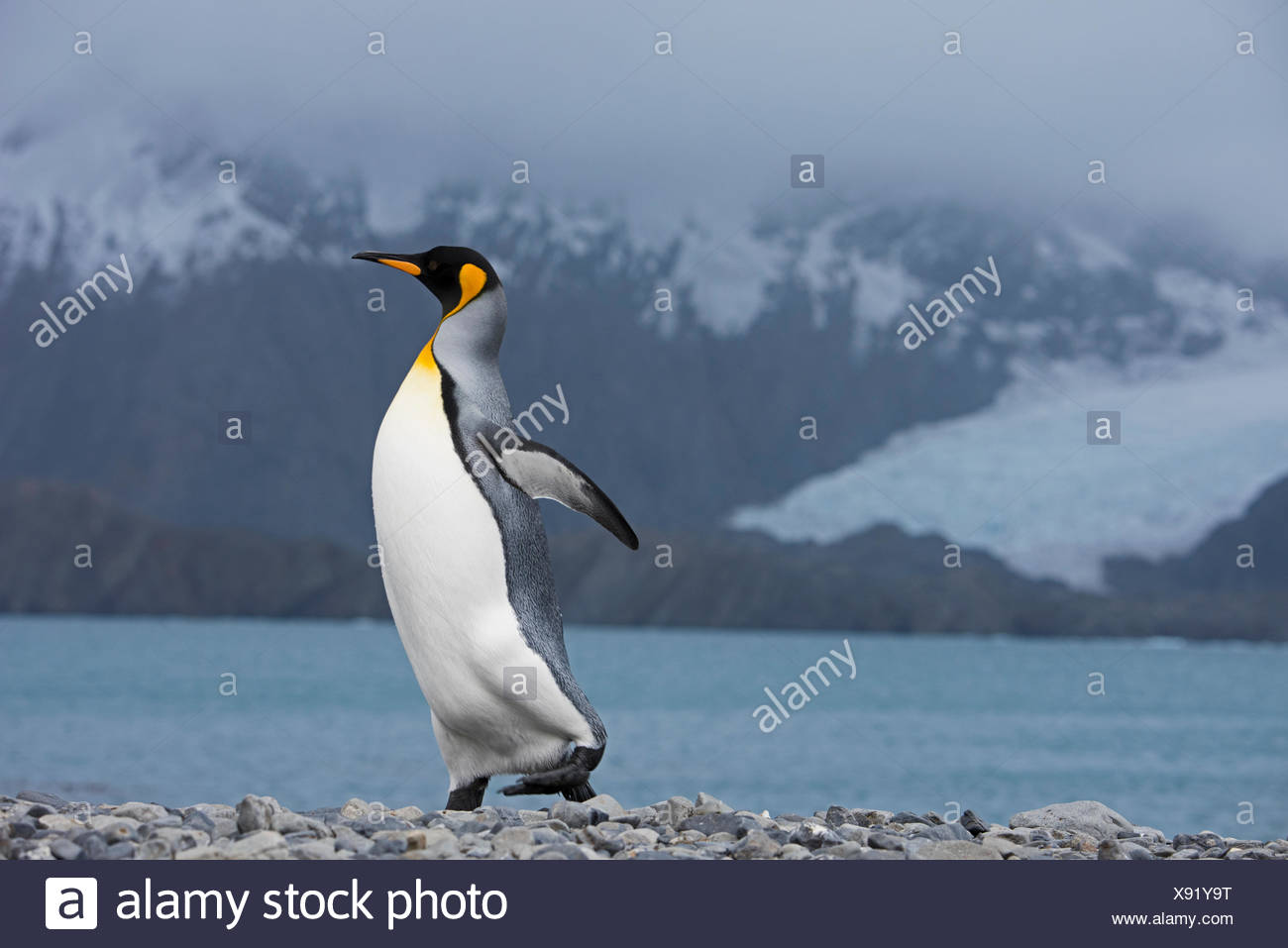 Manchot royal Aptenodytes patagonicus Holmsbu Géorgie du Sud Banque D'Images