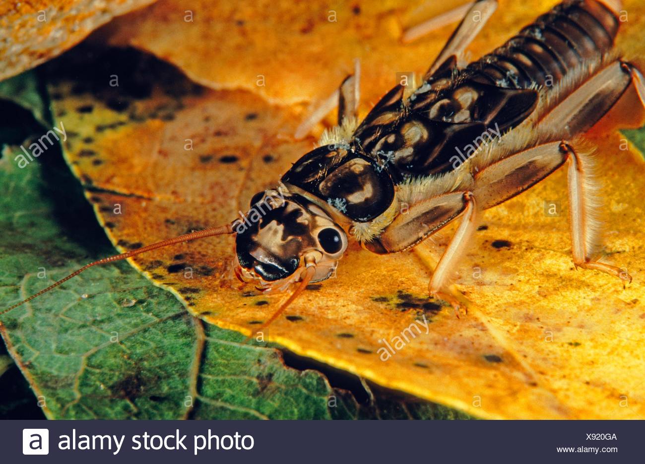 Insecte Aquatique Banque d'image et photos Alamy Insecte Aquatique Banque d'image et photos Alamy