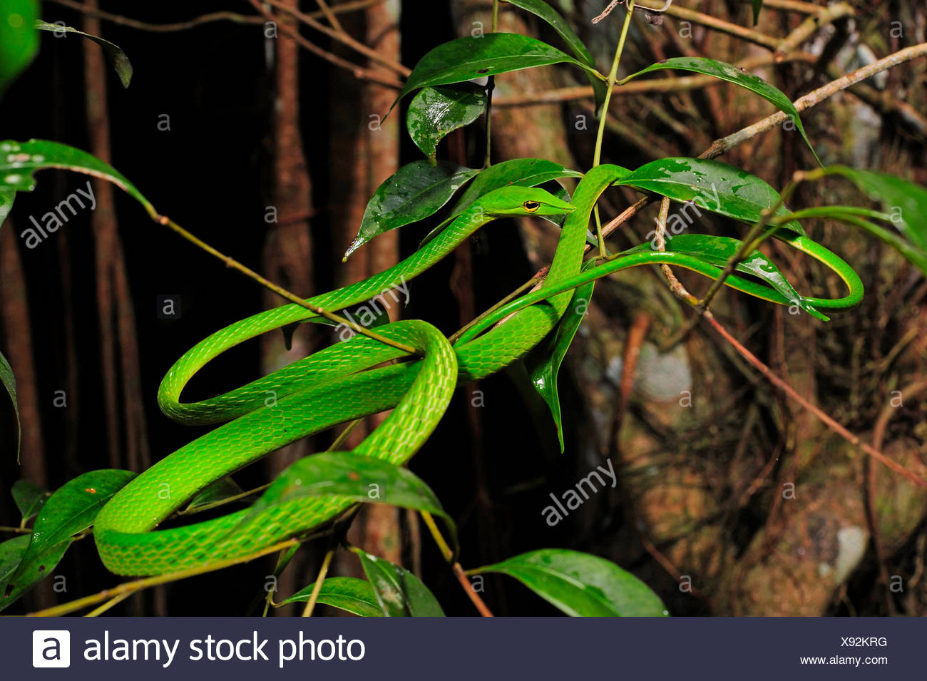 Le whipsnake, vert serpent de vigne (Ahaetulla nasuta), de fétuque dans un buisson, le Sri Lanka, Sinharaja Forest National Park Banque D'Images