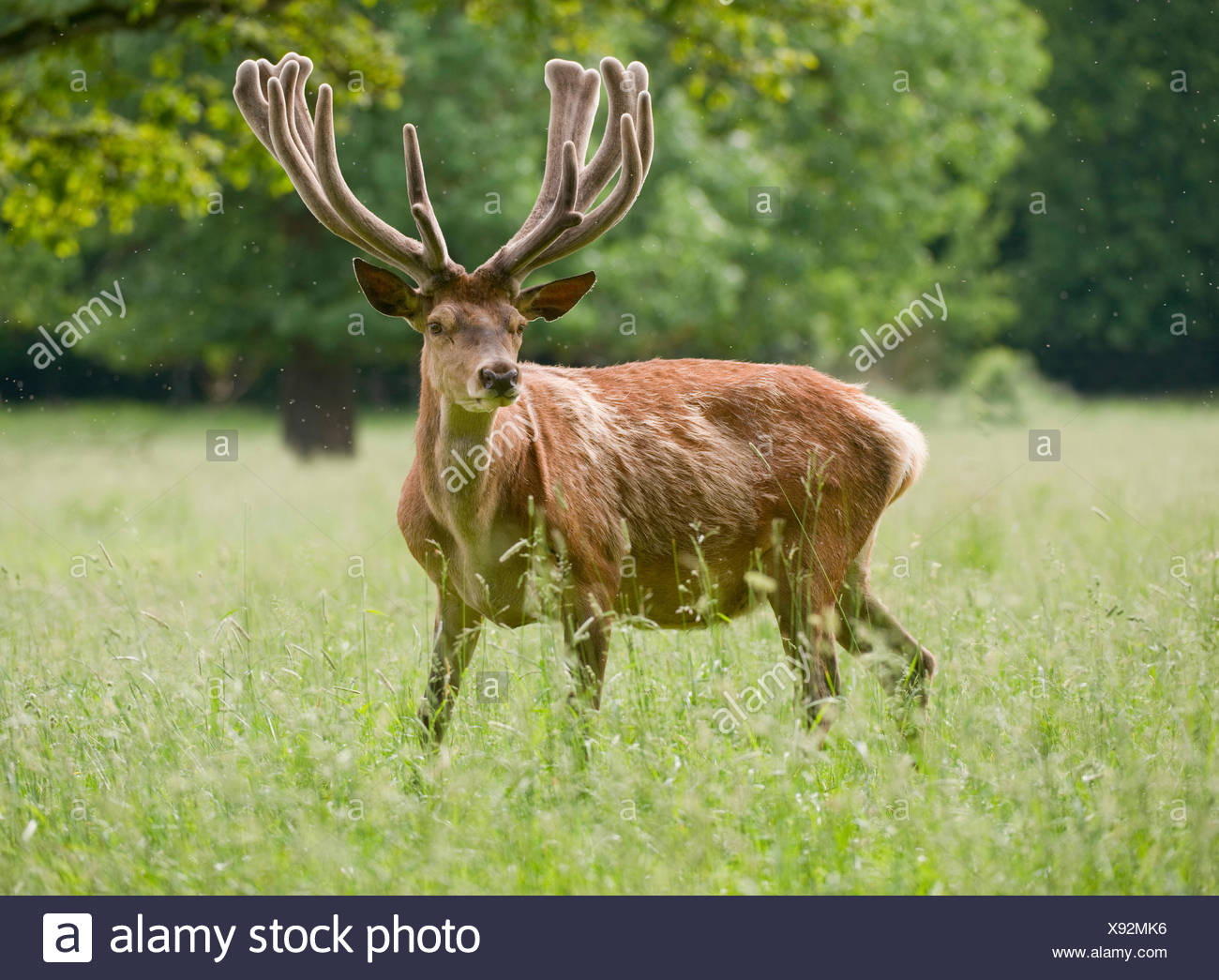 Red Deer (Cervus elaphus) avec du bois de velours, captive, Bavière, Allemagne Banque D'Images