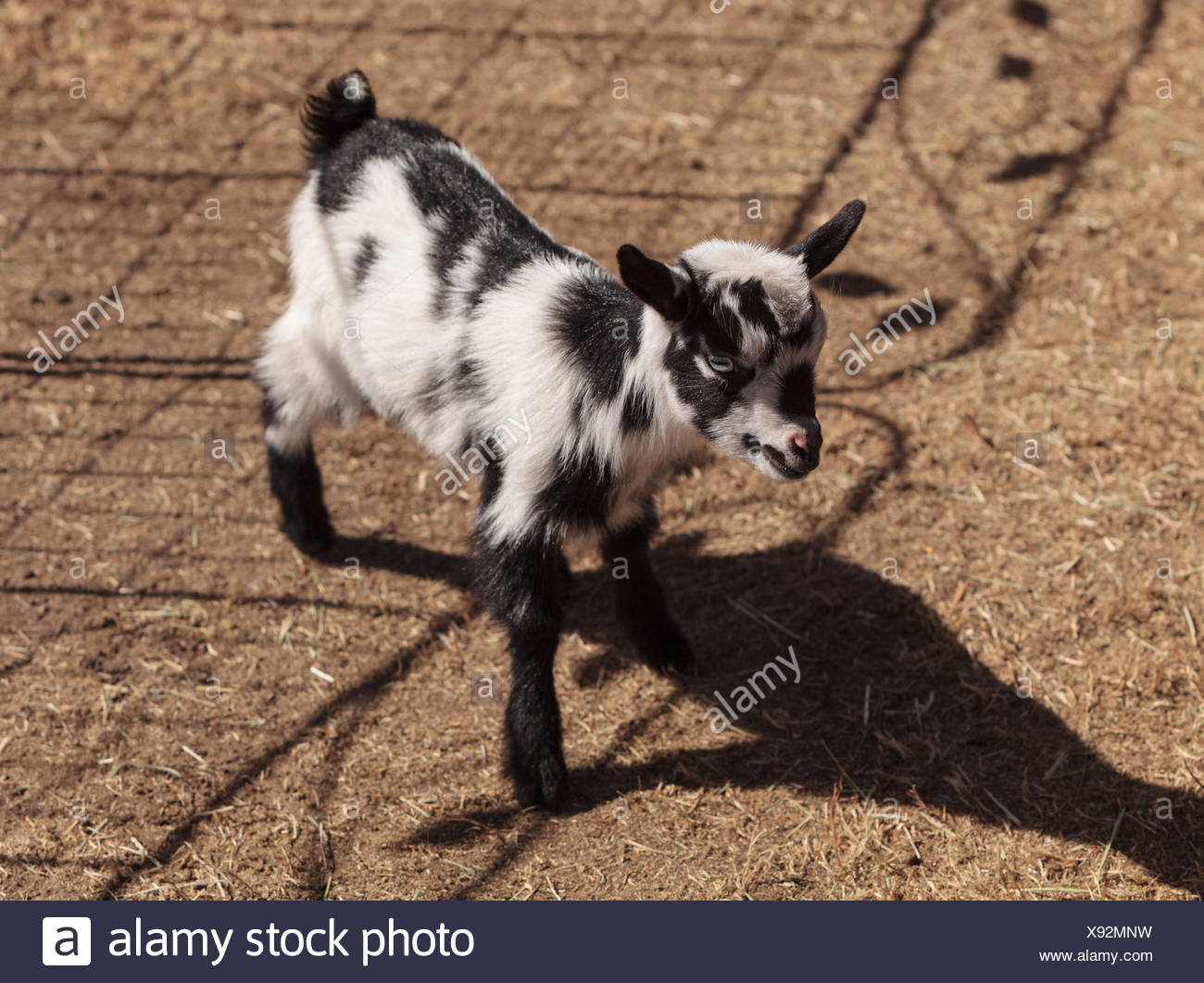 Bebe Noir Et Blanc Chevres Naines Nigerian Photo Stock Alamy