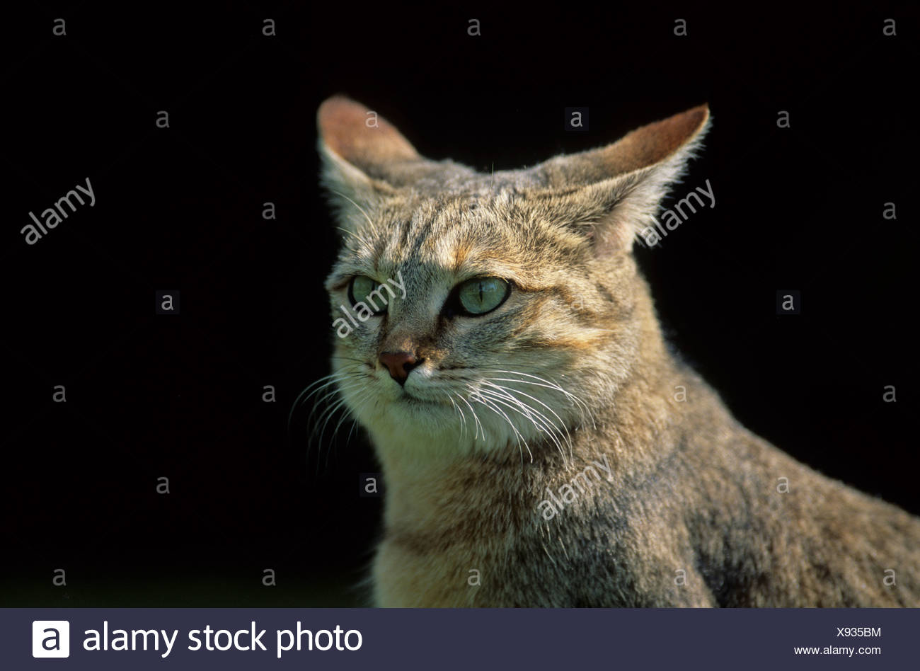 Chat Sauvage Africain Felis Silvestris Lybica Afrique Du Sud L Afrique Photo Stock Alamy