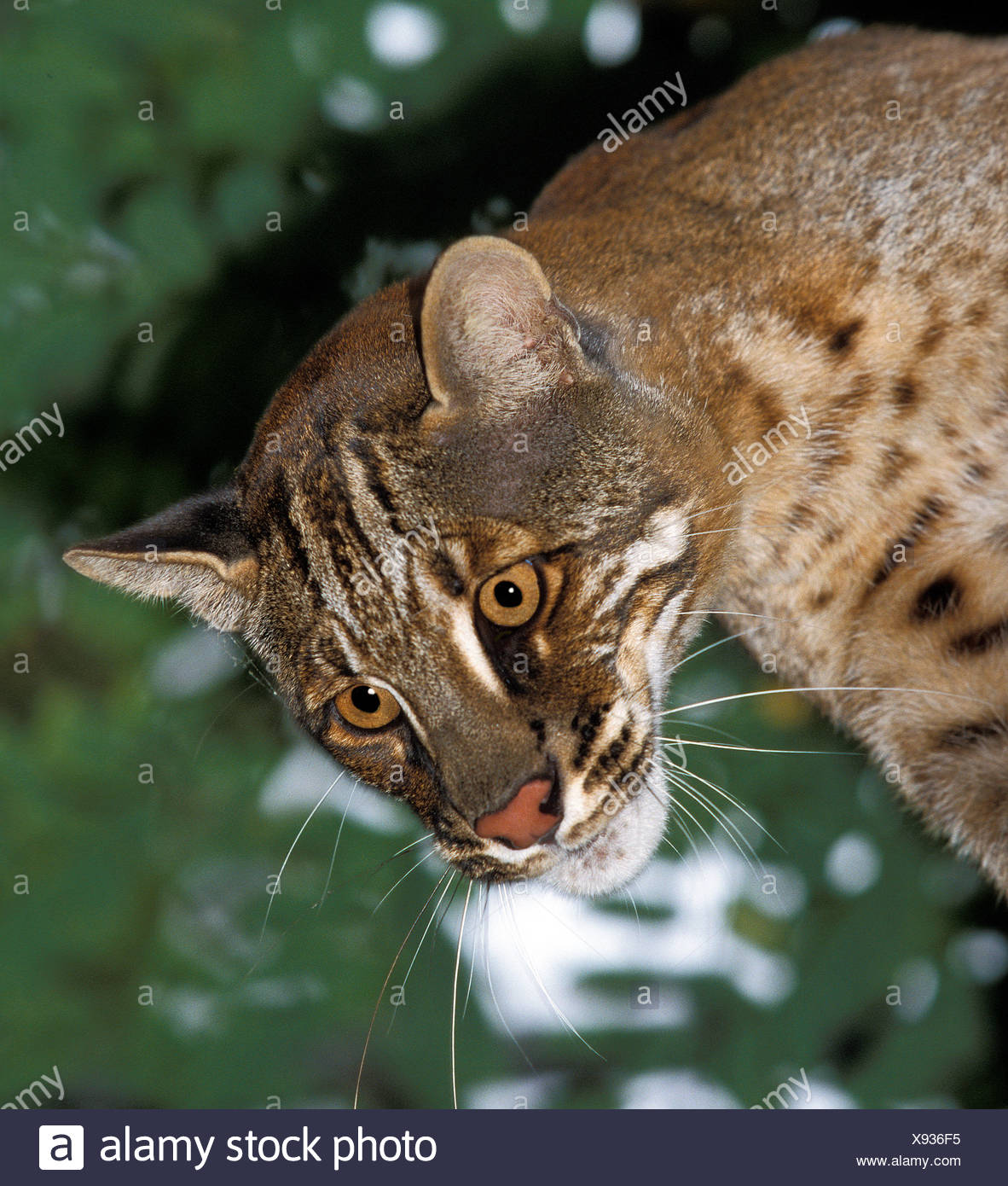 Chat Dore Asiatique Banque D Image Et Photos Alamy