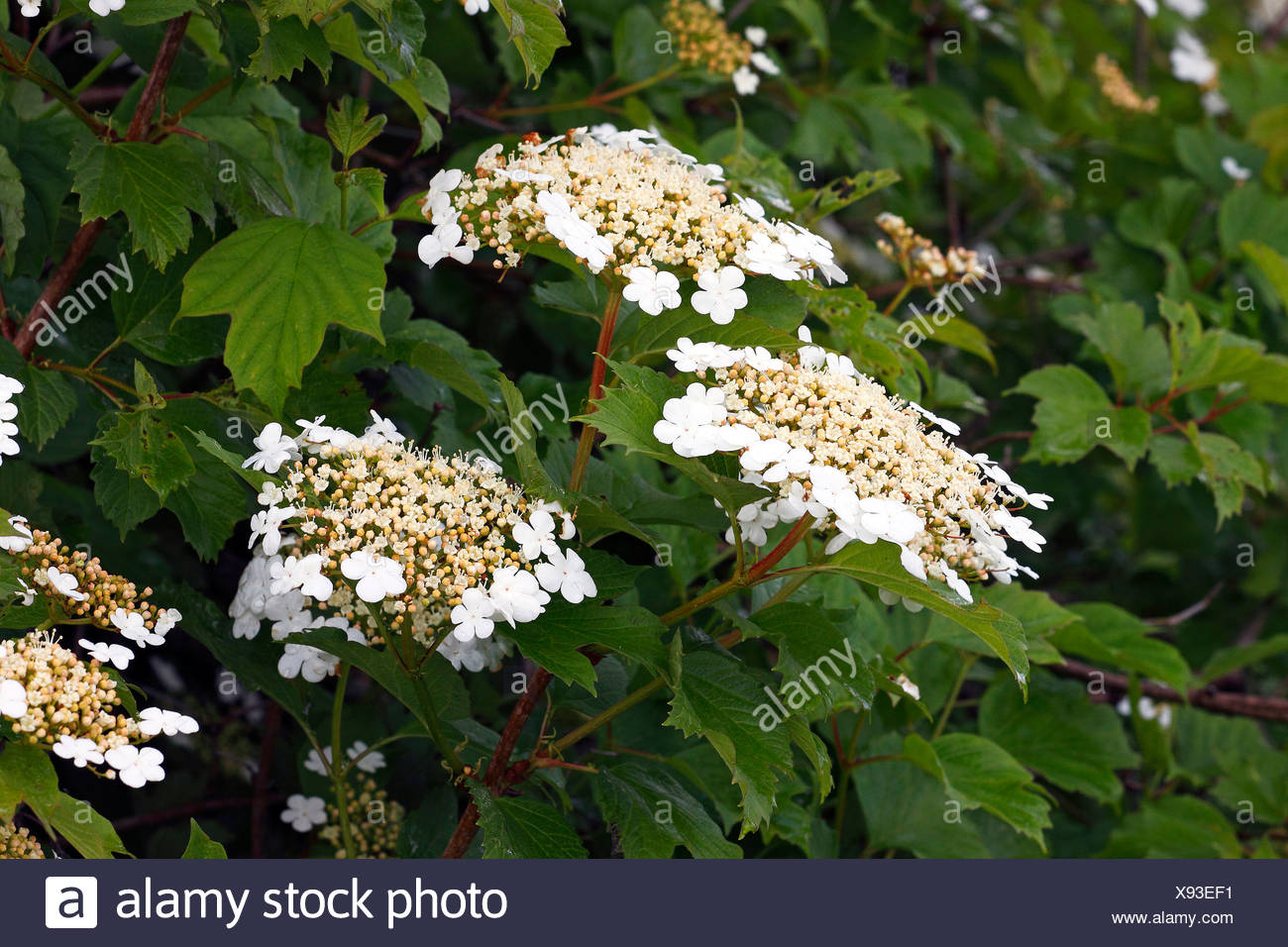 Boule De Fleurs Darbres Lcranberrybush Guelder Rose De