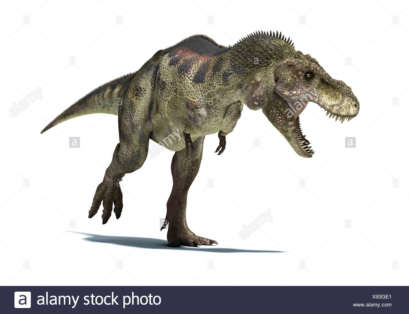 Dinosaure Tyrannosaurus rex T Rex a été l