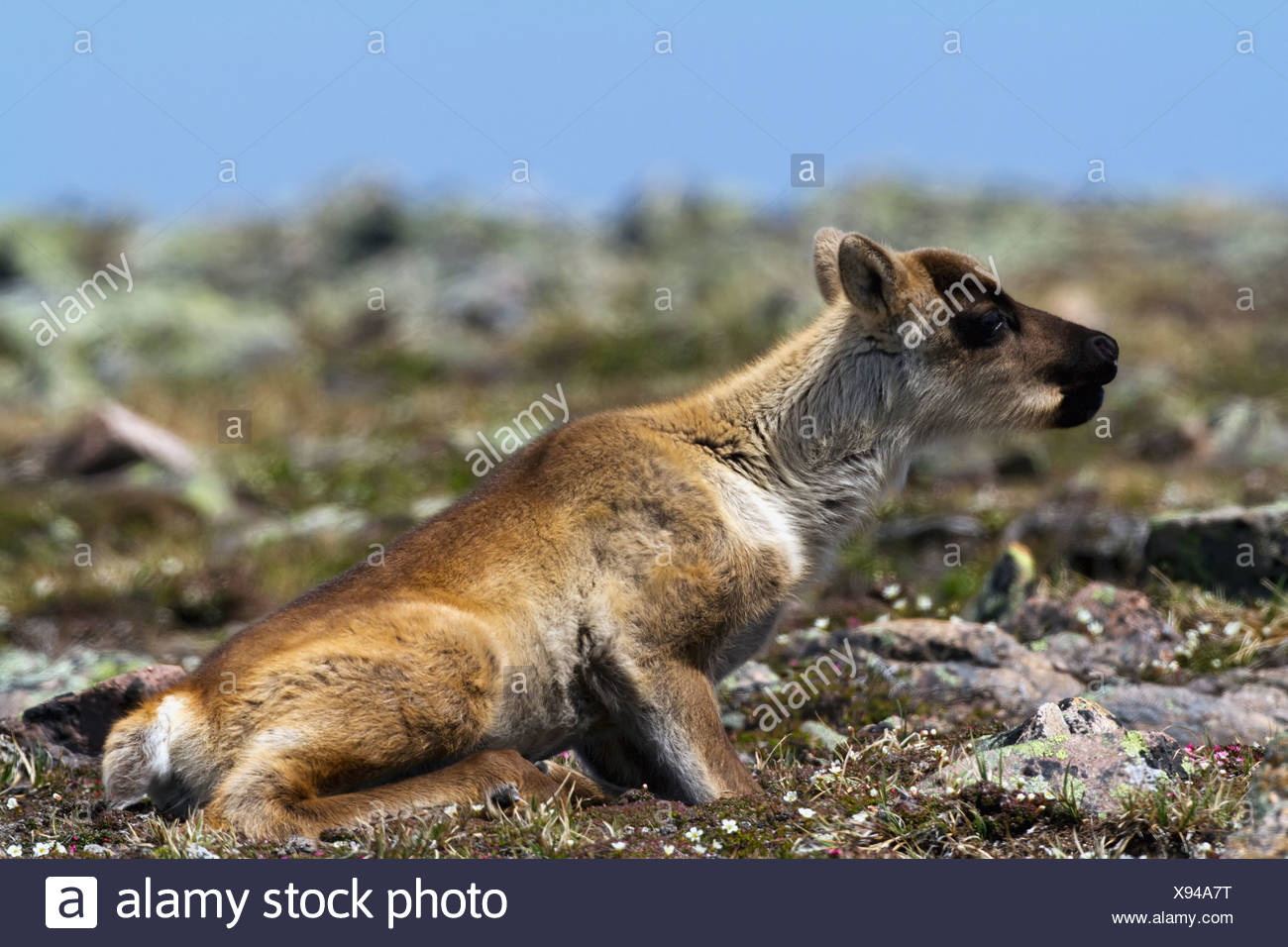 Baby Caribou Banque D Image Et Photos Alamy