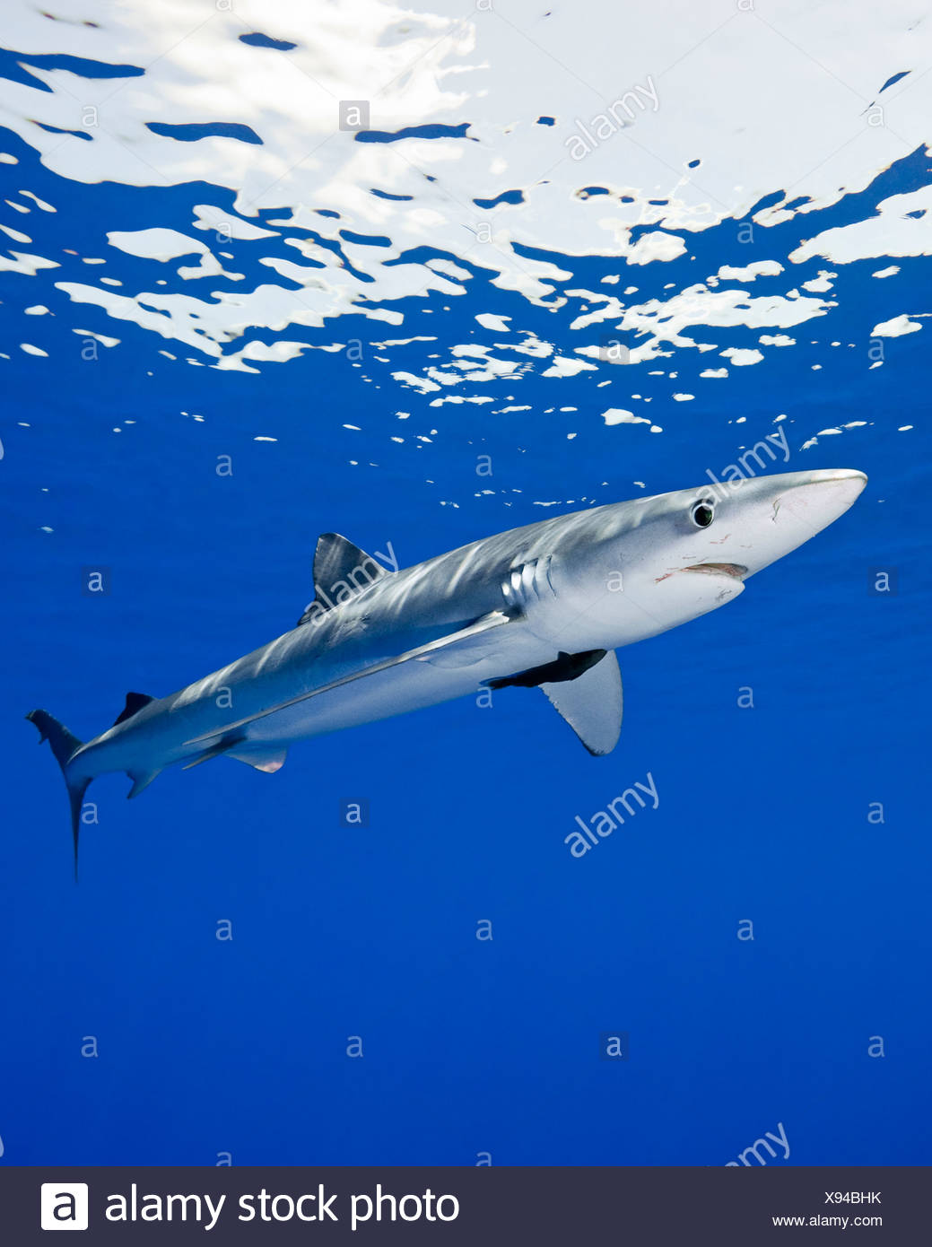 Shark Bite Scar Banque D Image Et Photos Alamy Shark Bite Scar Banque D Image Et Photos Alamy