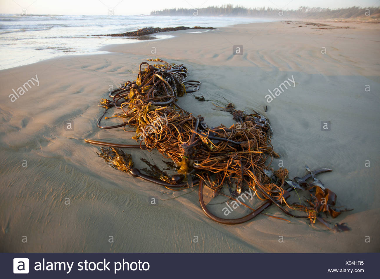 Bull Kelp Algue échouée Sur La Plage Wickaninnish Dans